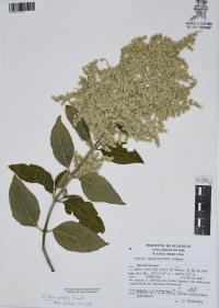 Iresine grandis image